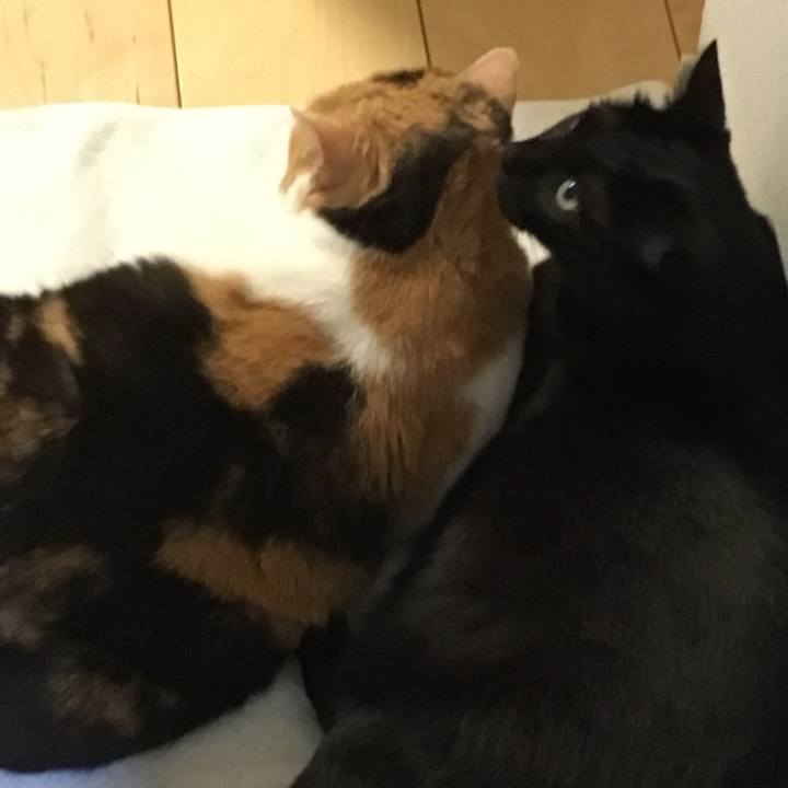 91a832ab 720a 4859 91e4 bece59b8adad 1547482060434