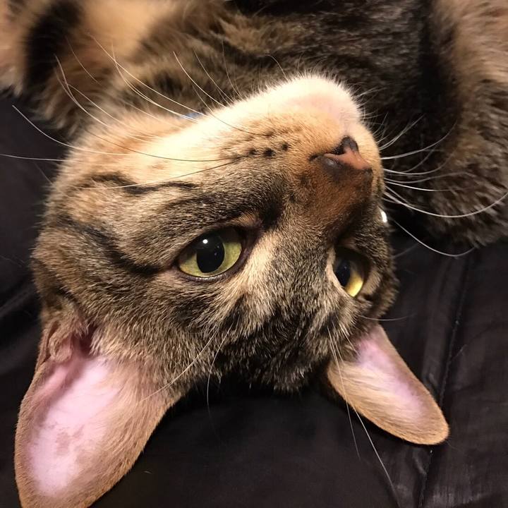 91a8baaf 7e3d 4b0a 9bab a299b1ab3b70 1538739004302