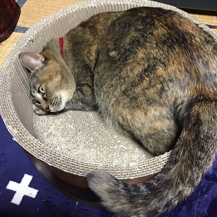 91ad96bc 6775 4e7d 8fa4 e4471f69bf4d 1706095687094