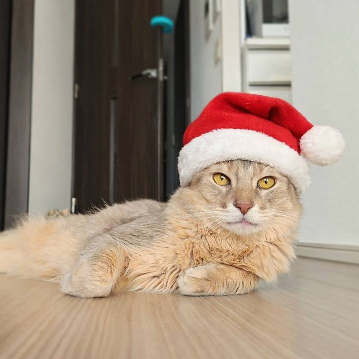 91aedbc8 6622 44d0 9512 43e72e186b8a 1766542856173