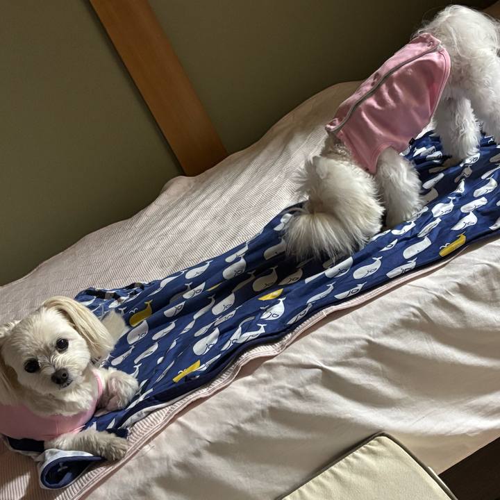 91b103f8 d427 4438 a877 2cbd637221a1 1758012804762