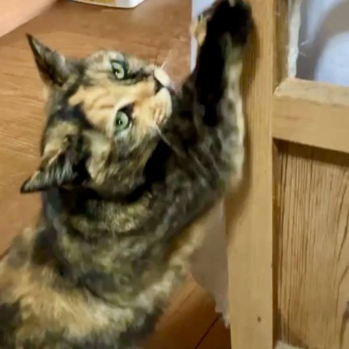 91bb82c9 c5a0 470d 823c a0e8800bc7cc 1742613431584