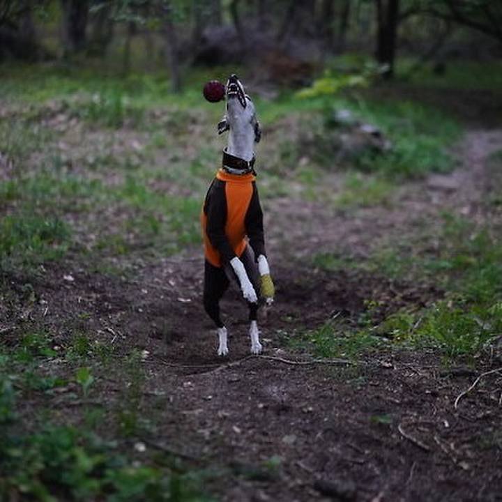 91be248e 50f8 4577 8dac 81c95e5c6846 1529154183239