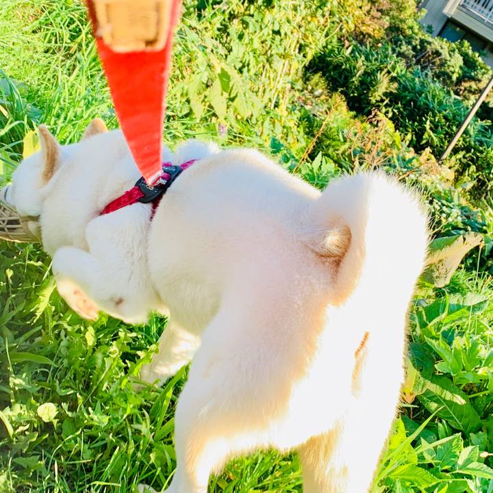 91c1fb38 106c 4f4b 8abc f6c8120880f6 1569450330561