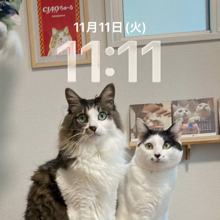 91c2d5ad 7fa7 4cd1 925b 700b06c05990 1762827158720