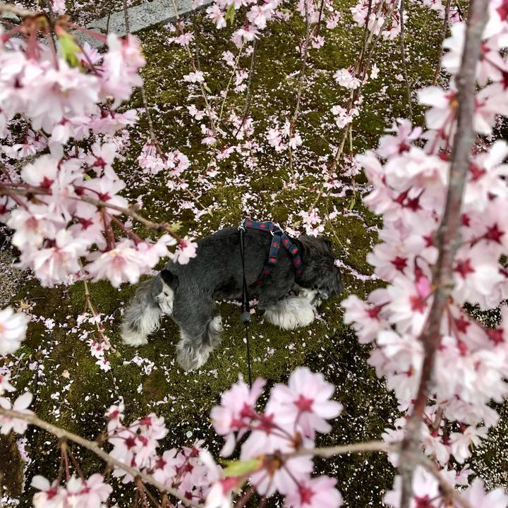 91c3935c 9c2b 409f bbbf 861535fc8773 1650075775764