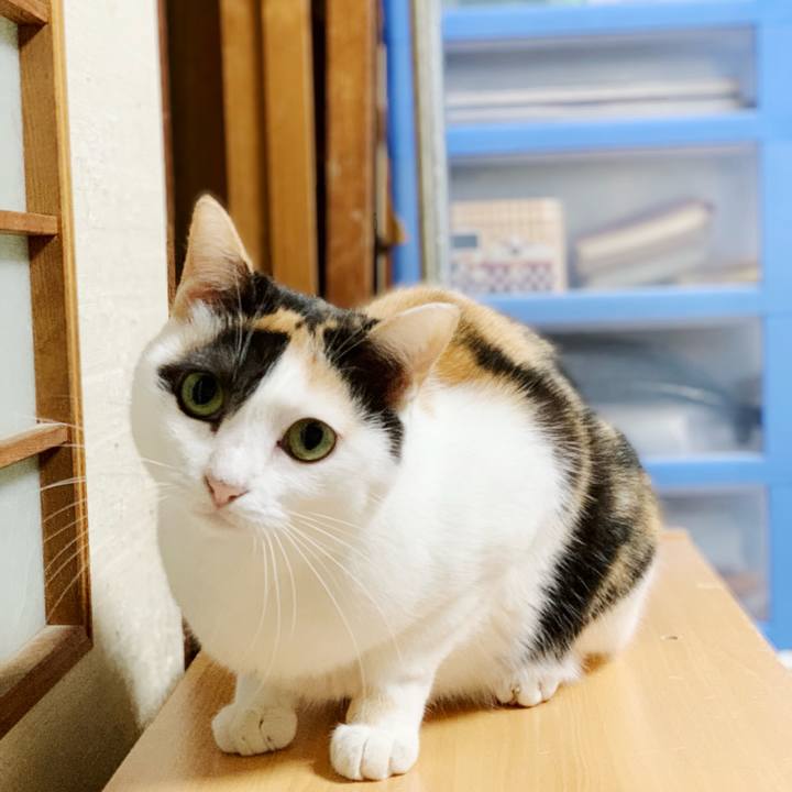 91c40cc9 af8f 44e5 a7e8 2dd176c1ff6a 1541125596201