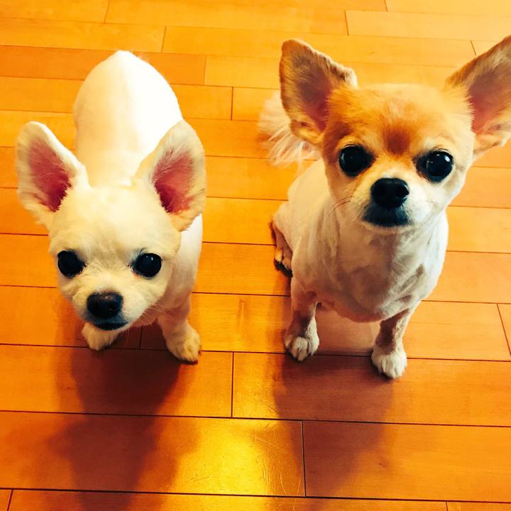 91c432cb 87a1 45bb b8b0 6c35506cc052 1527141536939