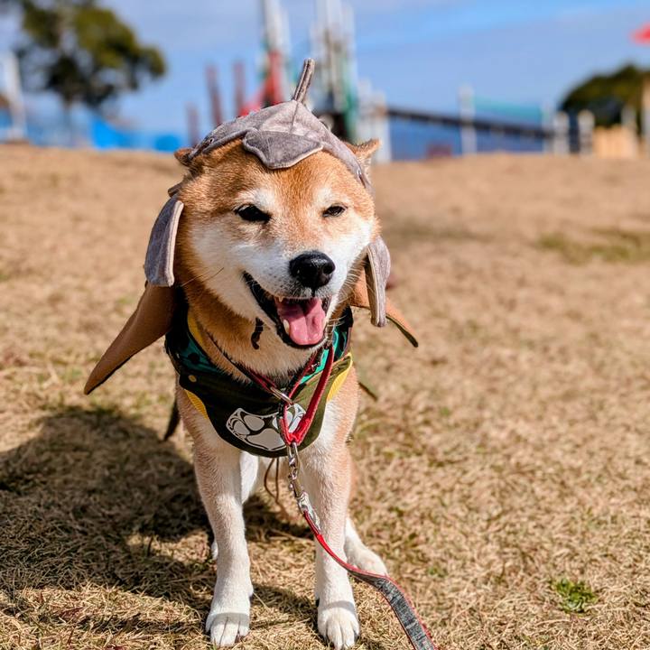 91c441df 813d 425c 977e acf836eb5d91 1766119474242