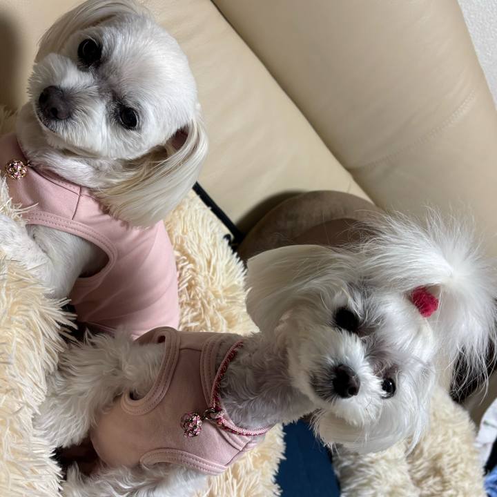 91c49a36 2808 4587 a1ff 636806a660b6 1748327899477