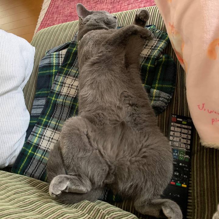 91c4aa10 736d 451f 9941 fef48a866393 1588974459863