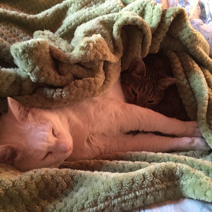 91cb2600 fd5a 4b6b aae9 b04e10be4996 1516660879632