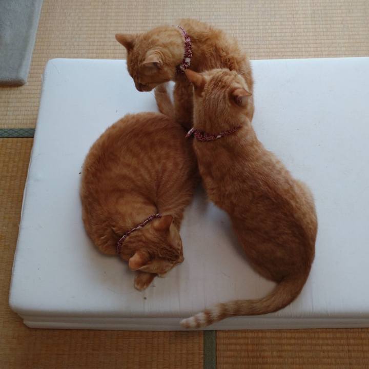 91cb6411 c9d6 41c7 a59a b25d237b0f4d 1632628137921