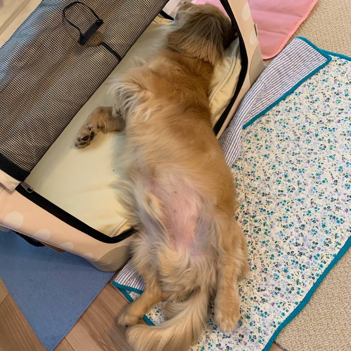 91cc55f4 f2e0 417d a8dd bc4fe542192f 1563083689428