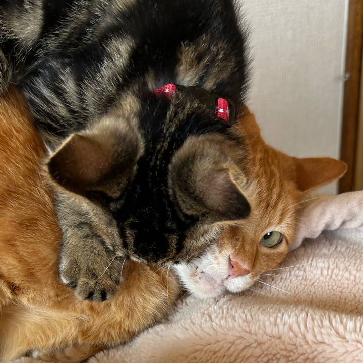 91cfbc66 4b9b 47ee 8cc1 603d26af0691 1726271661176