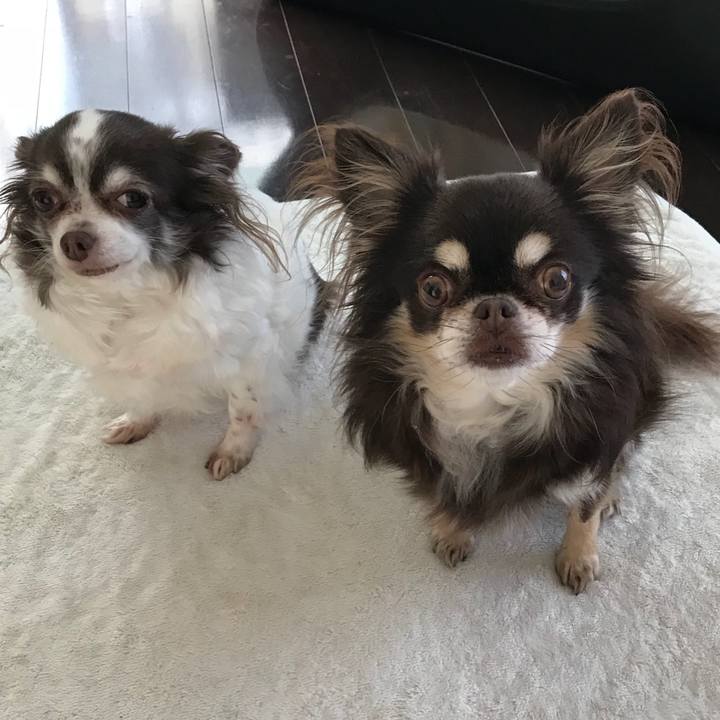 91d0cf4f f8d3 429b a6c9 3f95c57c53bb 1512453732488