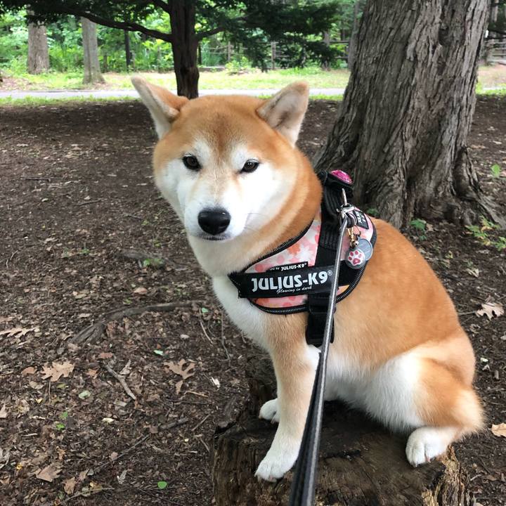 91d2d3d2 fcb5 4ac5 9667 2b63aed7549a 1561682004533