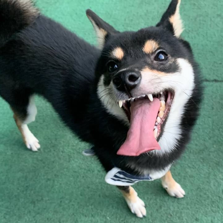 91d2f219 8aec 466a 9200 0e1be413b452 1573955693892