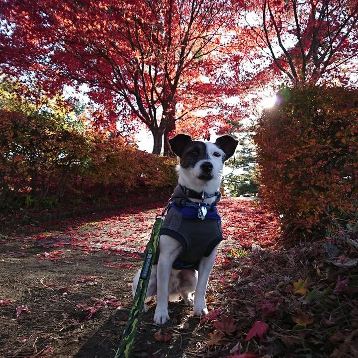 91d34a6a d89e 4644 b78a ee2542b46aa2 1509945340121