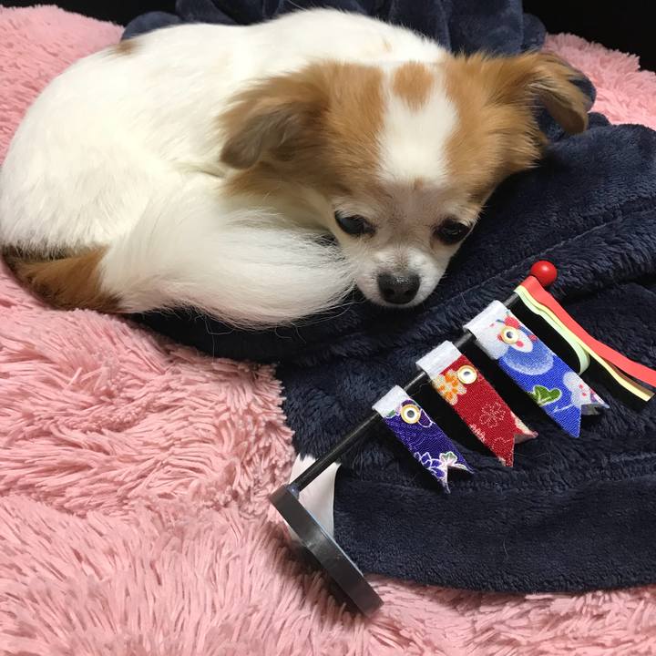 91d4111b c35a 4ecb 86cc f295c6f8c9e5 1525529913680