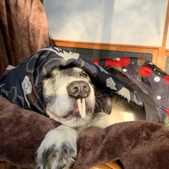 91d69231 d7f6 45b2 b084 5de65c0199ed 1576069580068