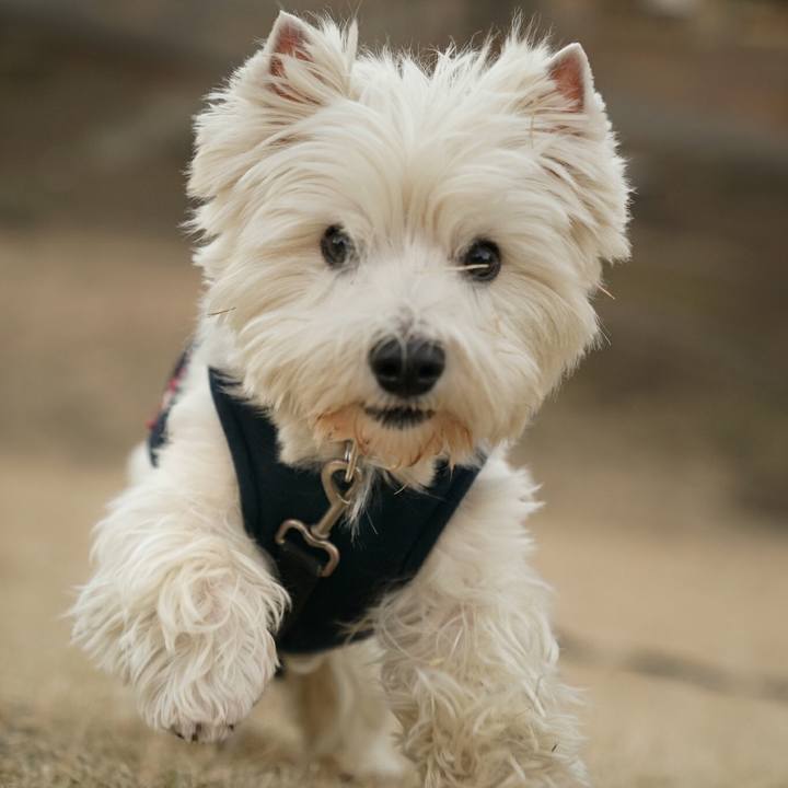 91d9c081 c297 404a b6e2 918bb5315f26 1513318287089