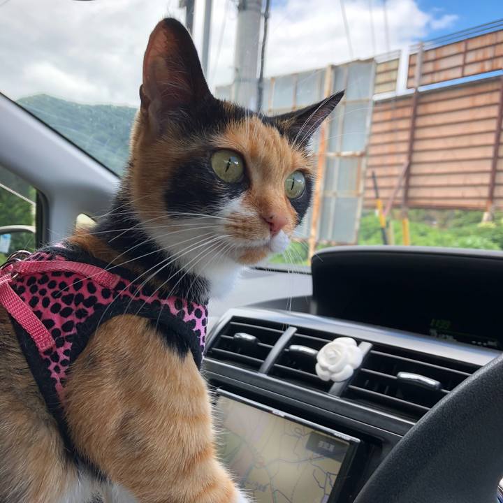 91dbed8c d113 47a8 87cc 66f6ed60af38 1533787333969