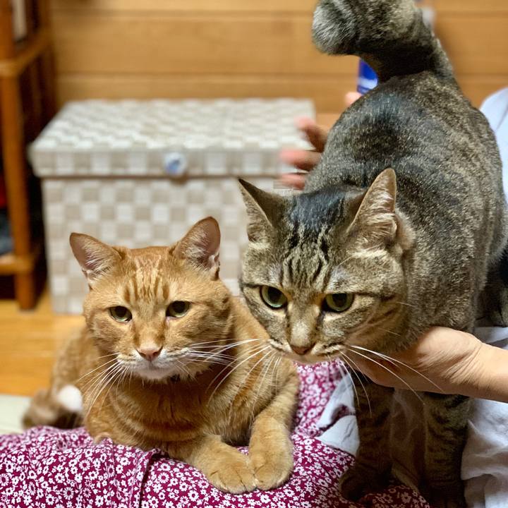 91dd36a8 4587 4300 aa02 d58bffae84da 1563967600402