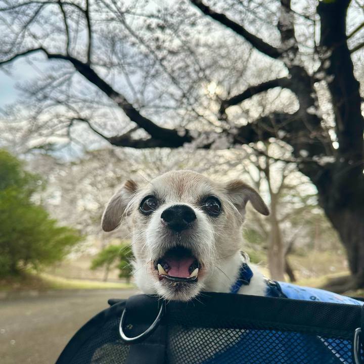 91dfa9a2 de3f 4fc7 b966 7550cd4a9f1b 1743161818844