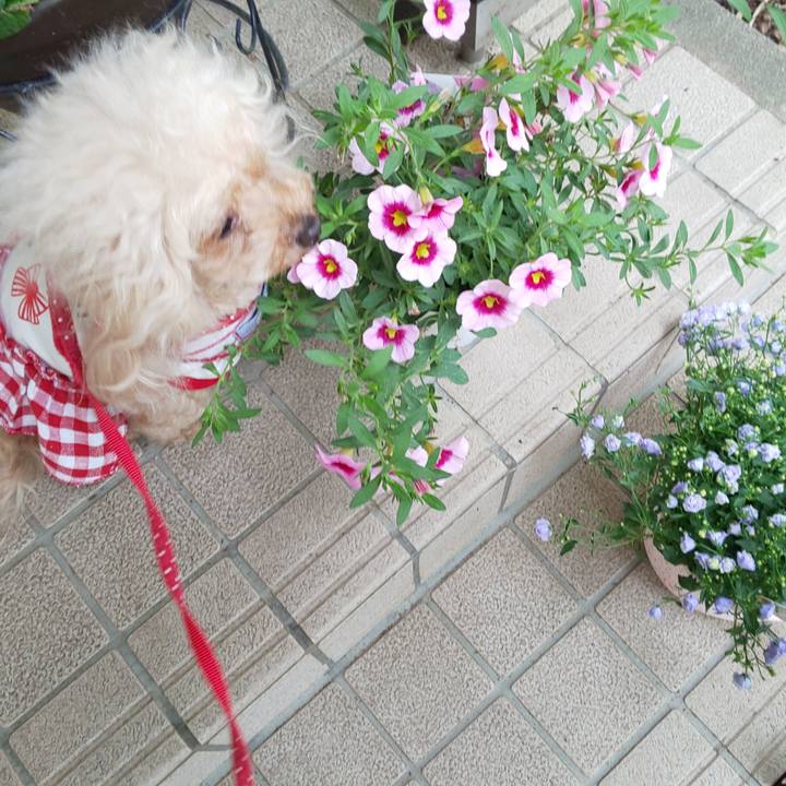 91e3ad24 b7fc 4050 934b a6115a47f995 1590495767059