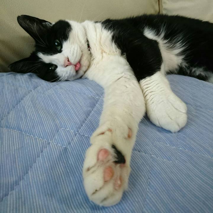 91ea62b2 726b 43b3 9b44 59d92bc1429b 1560412497558