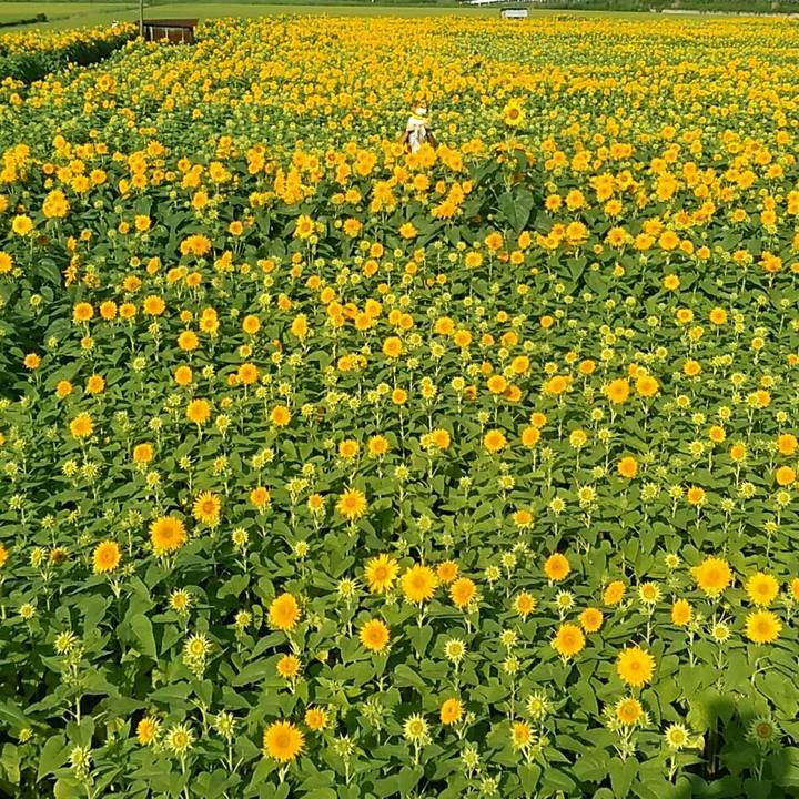 91eaed8a d555 423a adf8 863c3c02a694 1566696013466