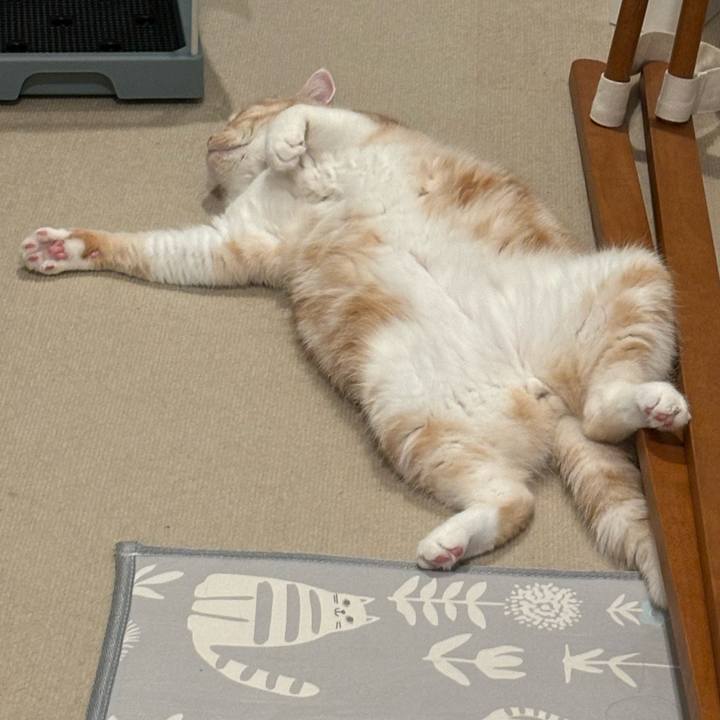 91ecf868 7cc1 4109 b64a 3ab3d4f9e598 1729082890772