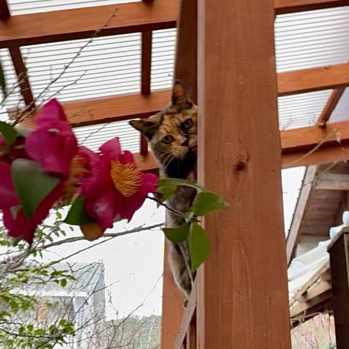 91edcaf1 bcde 43a7 aa55 999a3aa5788b 1770259958293