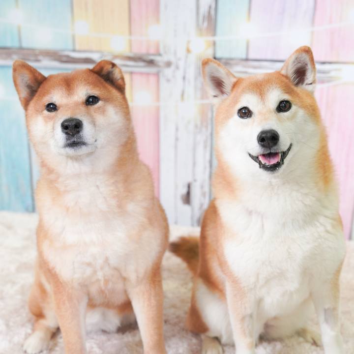 91ee1874 3fcc 48fc b04c 078b2656400f 1778402643873