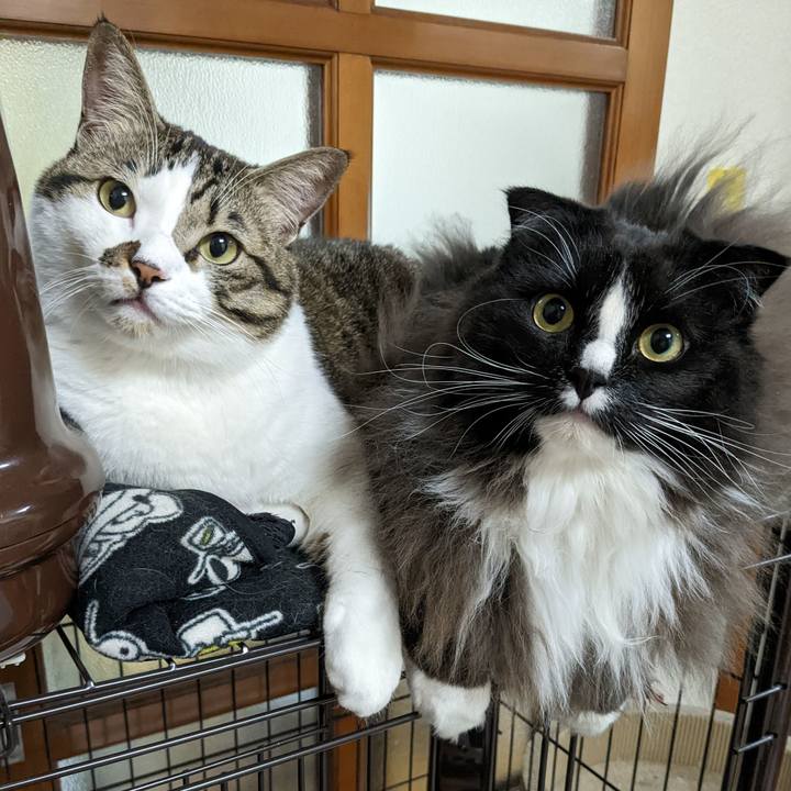 91f1921b e6b0 434f b969 63bb60f89498 1670500010490