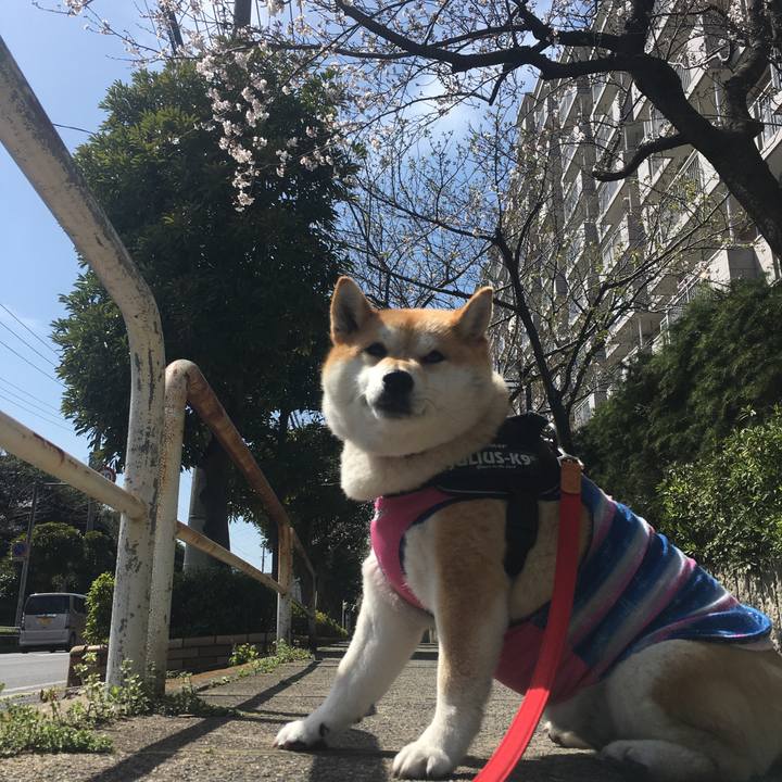 91f2a019 0302 4ede 9682 514a7ba6b5e7 1584762974473