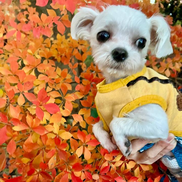 91f37720 4efe 4e8a b1ba a988ca37c754 1671361395076