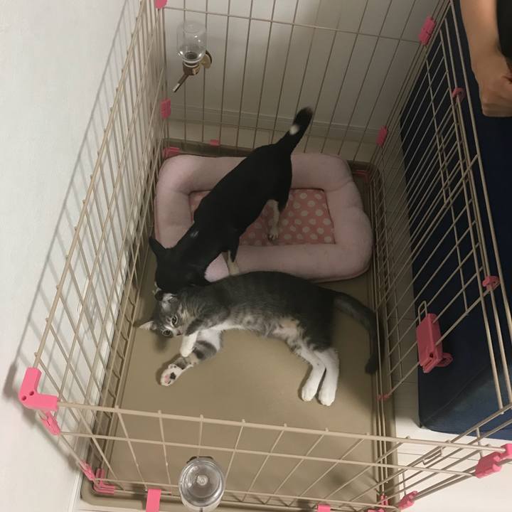 91f5d898 7f2b 42c4 8a0c 9b19442176e4 1533423367149