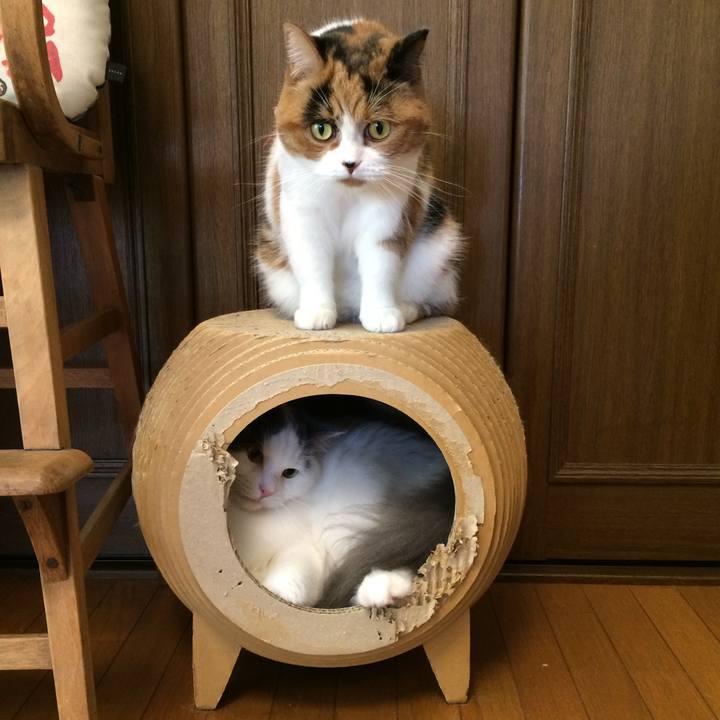 91f5f638 c409 4971 a1e2 b8ad14566de4 1762209053259