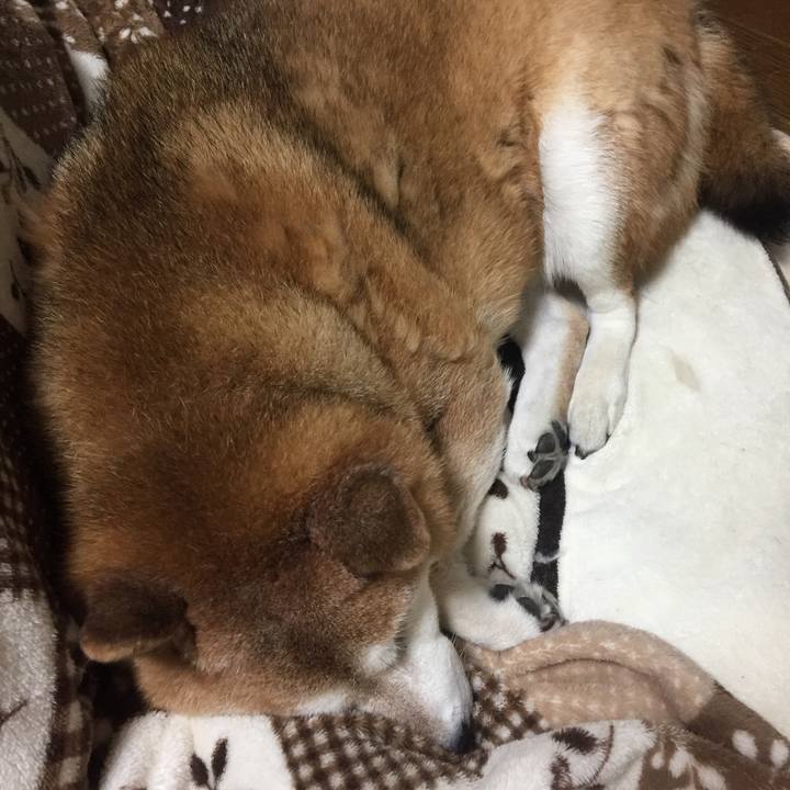 91fb43df 8a07 4a24 b489 a5e92121be34 1544965751725