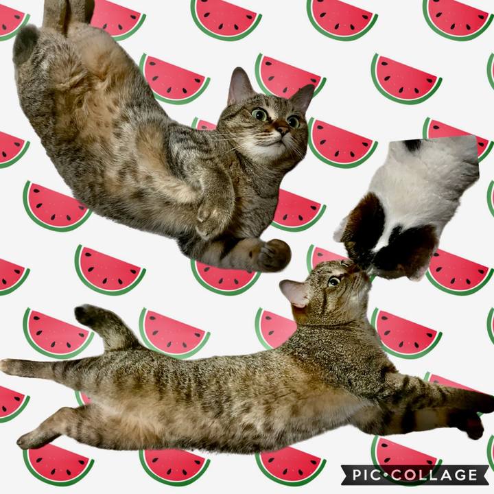 91fd6ee6 4dc6 4f1b bddf 0597bbcd21b1 1690096550737