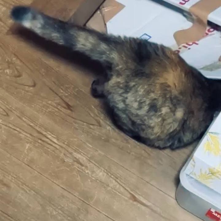 92030350 a74a 45ac baed 643197305a37 1732353960110