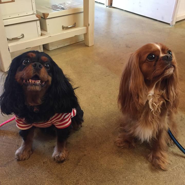 9204c4e0 403d 4789 9522 8c4efe998b22 1526555440230