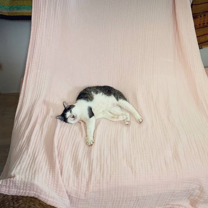 920833c9 fc97 42d7 81e7 c4eb078cd173 1598347256753