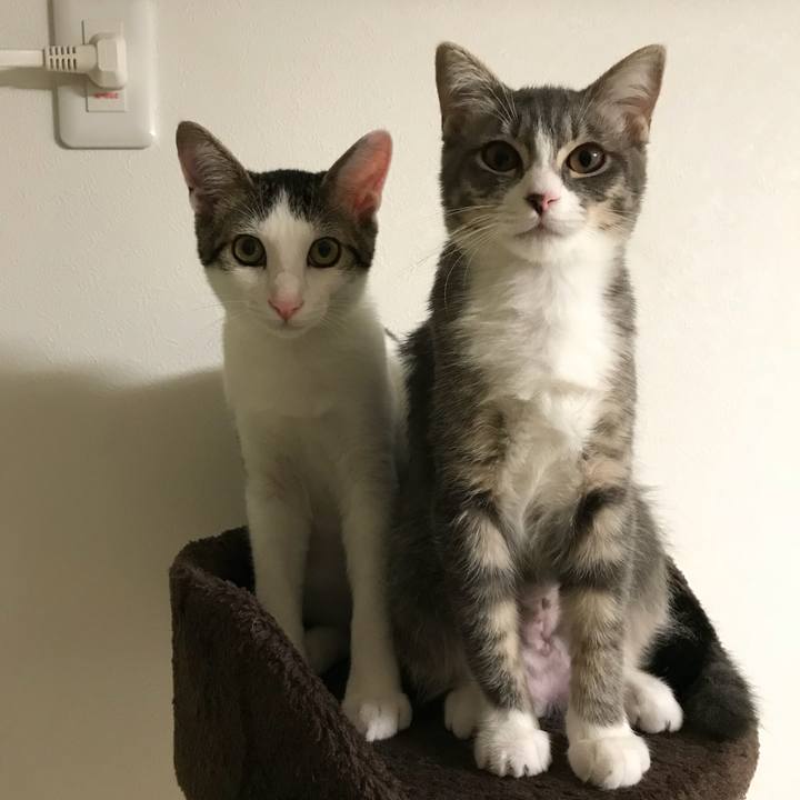 920a86d5 4c42 4f2b 8eb2 d03853c1a6b1 1535718419455