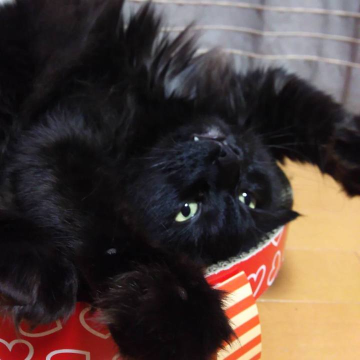 920adde7 0958 450d a875 3b2472a72143 1529064242098