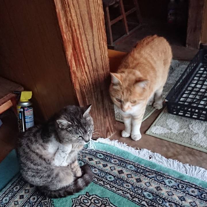 920b140f 5731 414d bbf4 43636f48aaaf 1588930731433