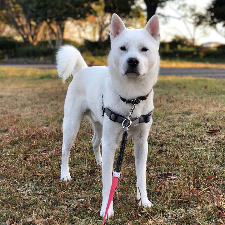 920eea4b f6b2 4804 8222 78f1b0e96cce 1545176116608