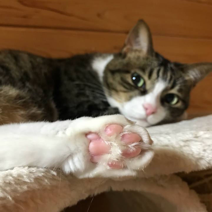 920fd4a2 9bba 4d13 a23d 643ac5eaa377 1529418626193